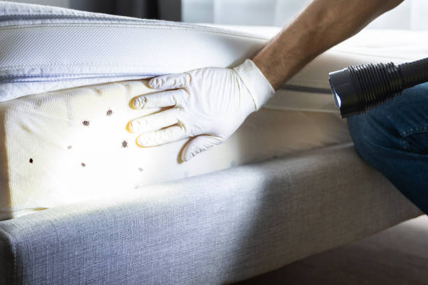 Best Mosquito Control Services  in Malakoff, TX
