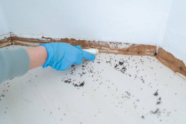 Best Affordable Pest Control Services  in Malakoff, TX